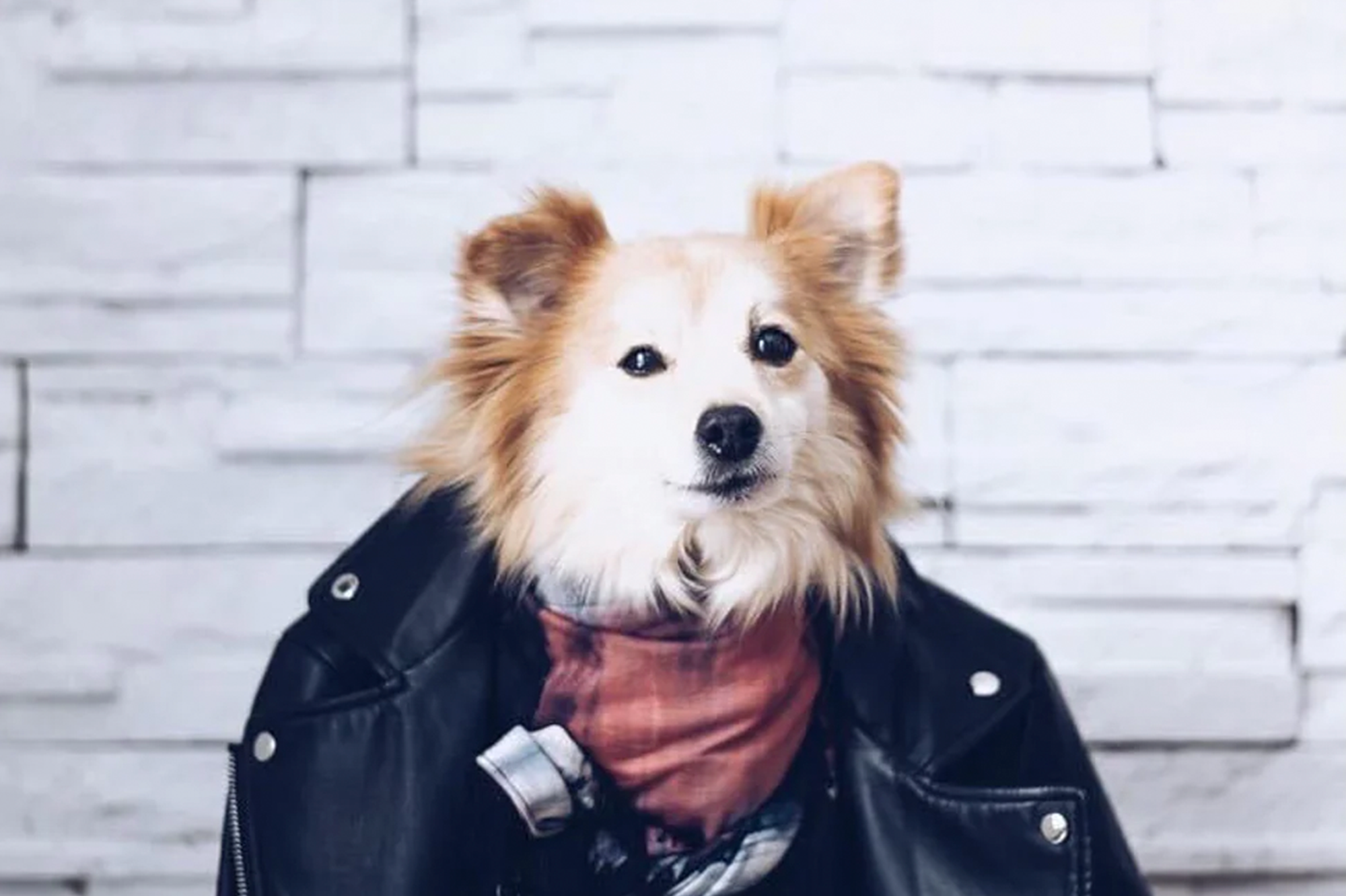 C-est-la-journée-internationale-du-chien JOELLE Collection